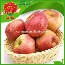 fresh Fuji apple on sale chinese organic apple honey fuji apple